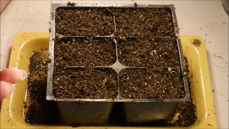 花卉秋播的时间和秋播的方式 花卉秋播的时间和秋播的方式