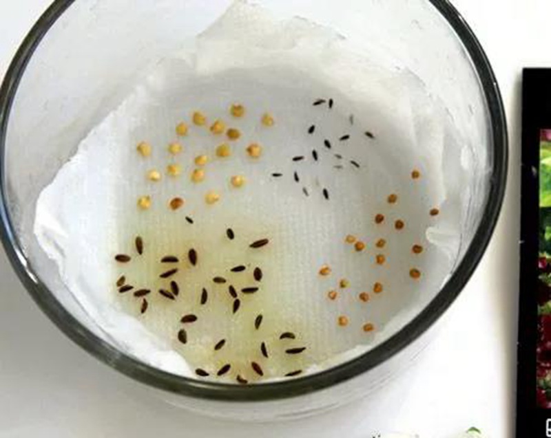 花卉秋播的时间和秋播的方式 花卉秋播的时间和秋播的方式