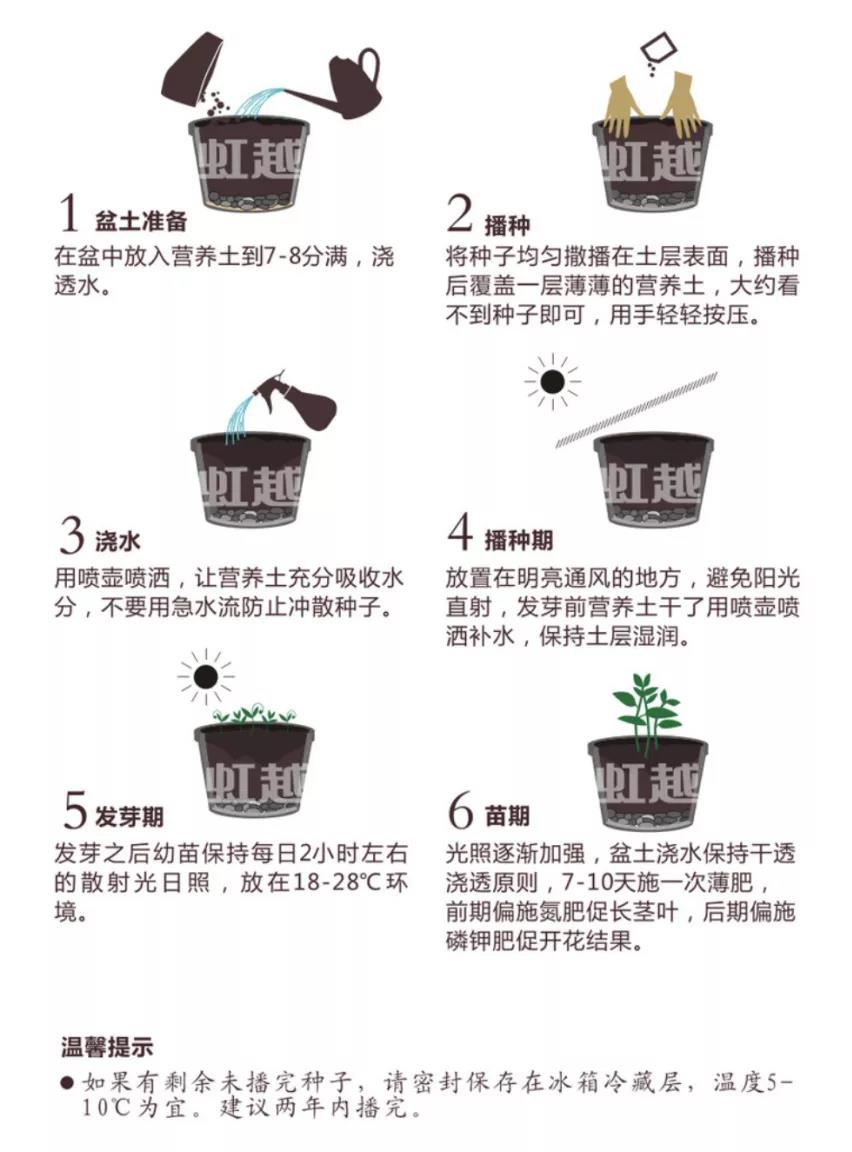 秋季播种春季开花的草花品种推荐 秋季播种春季开花的草花品种推荐