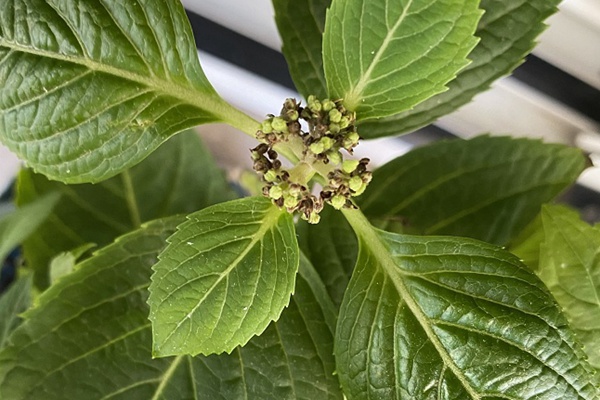 绣球花苞发霉变黑是什么原因? 绣球花苞发霉变黑是什么原因?