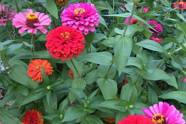 百日草花种子什么时候播种 百日草花种子什么时候播种