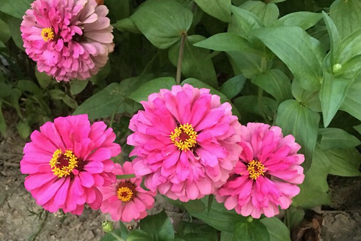 百日草花种子什么时候播种 百日草花种子什么时候播种