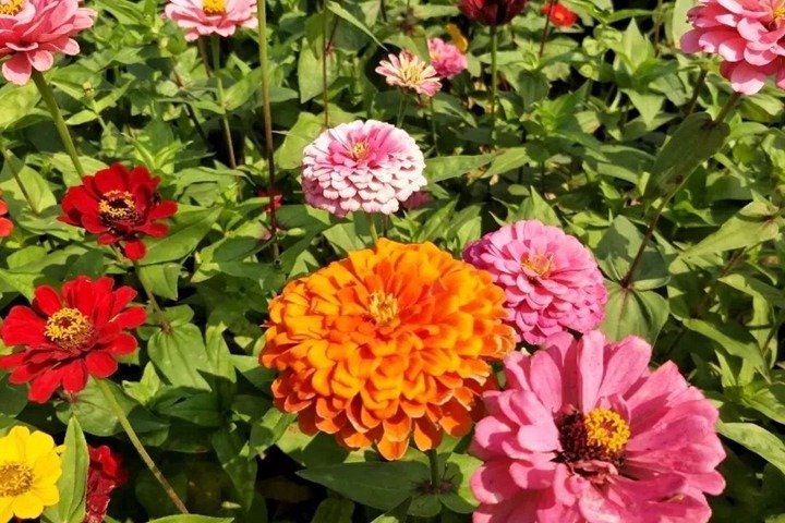 百日菊种子种植时间 百日菊种子种植时间