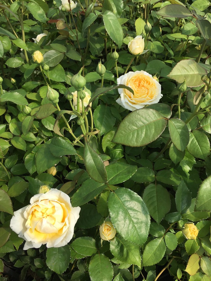 秋月Faustinia 秋月Faustinia