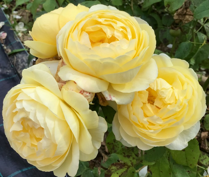 秋月Faustinia 秋月Faustinia