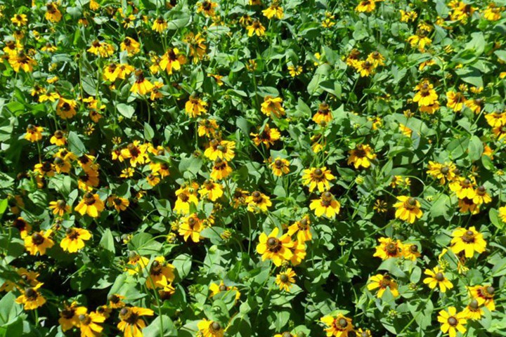 草原松果菊 草原松果菊