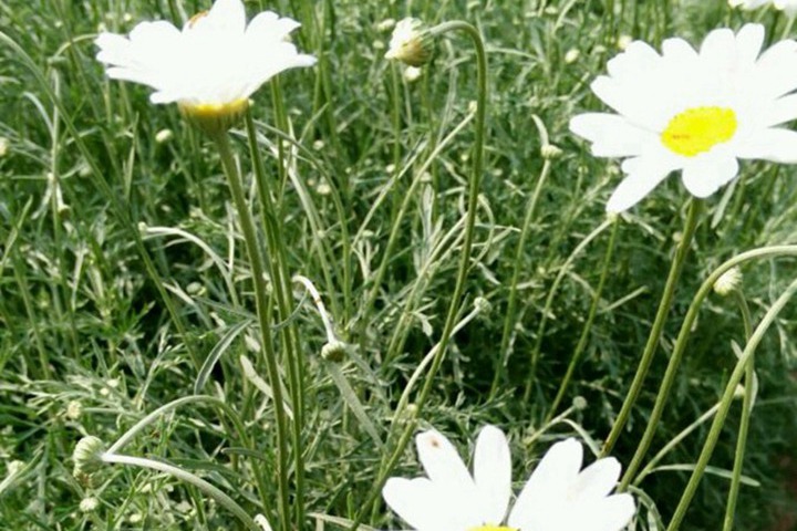 除虫菊种子什么时候播种最好 除虫菊种子什么时候播种最好