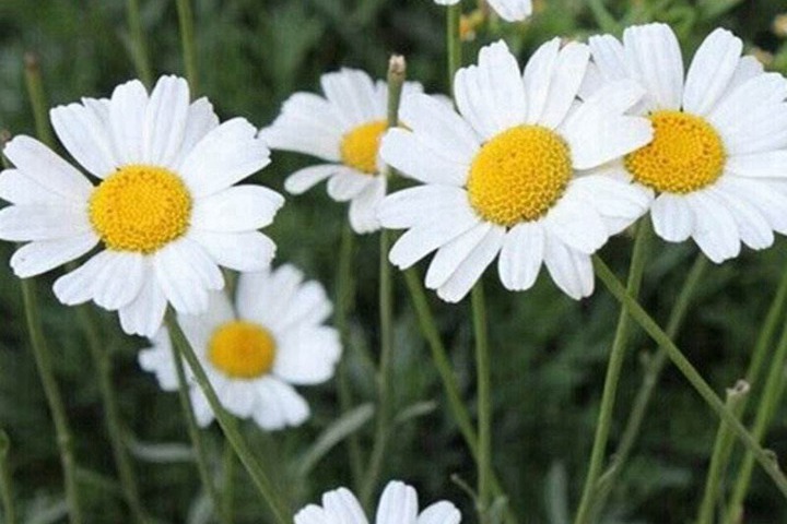 除虫菊种子什么时候播种最好 除虫菊种子什么时候播种最好