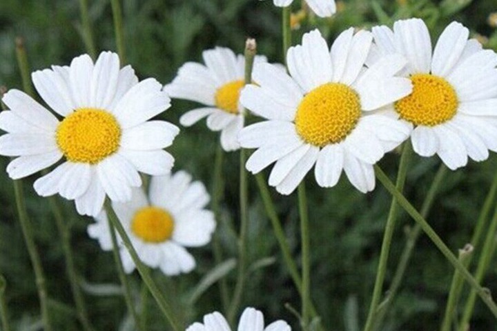 除虫菊种子什么时候播种最好 除虫菊种子什么时候播种最好
