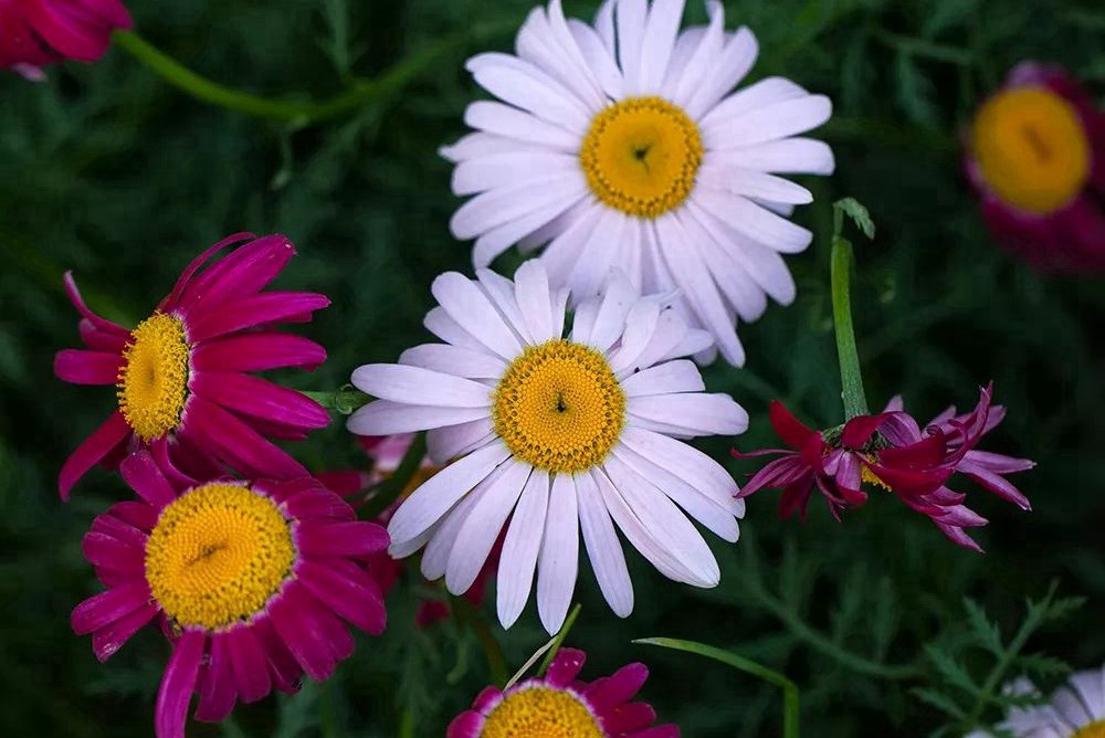除虫菊种子什么时候播种最好 除虫菊种子什么时候播种最好