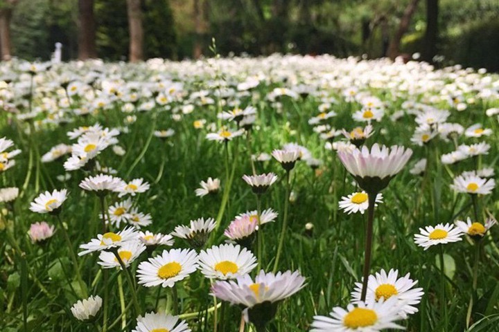 雏菊种子什么时候播种最好 雏菊种子什么时候播种最好