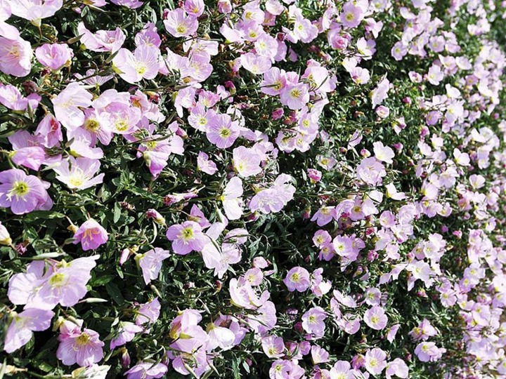 月见草 月见草