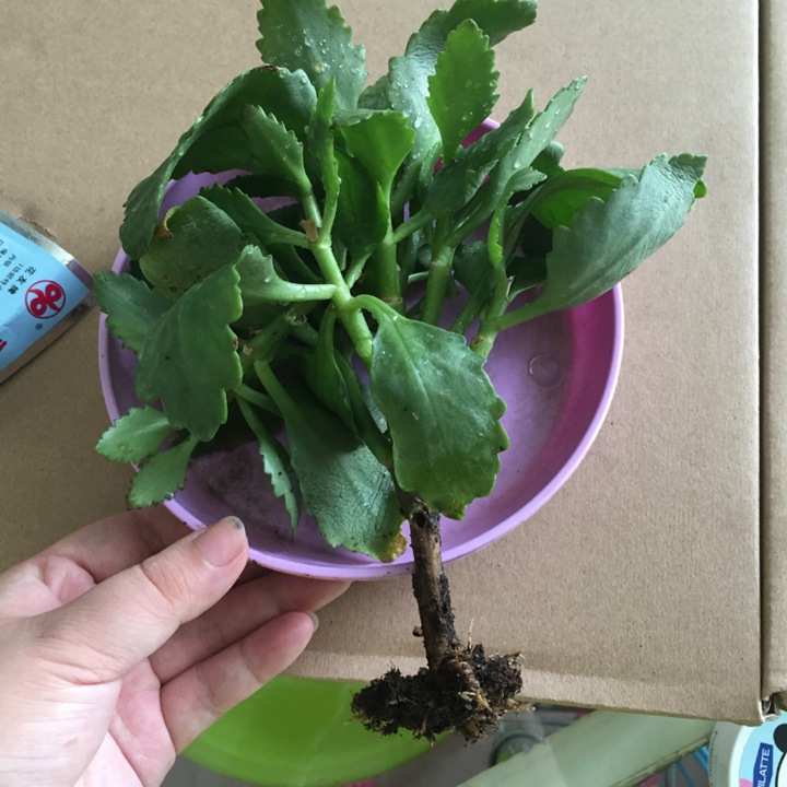 长寿花 长寿花
