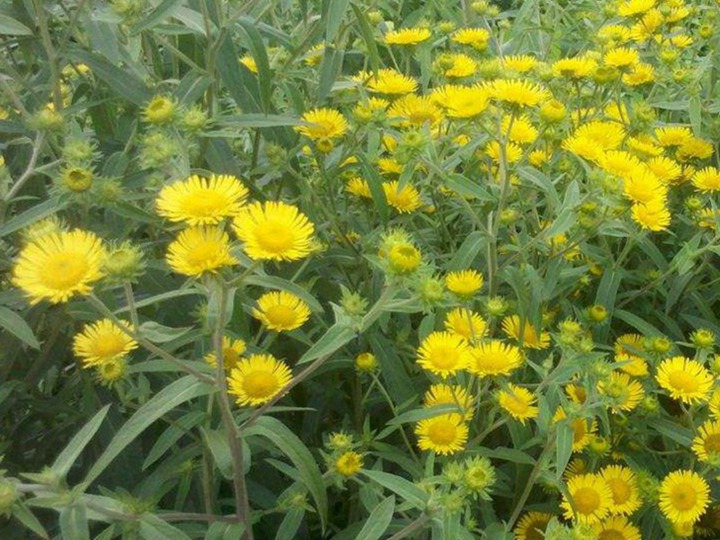 黄晶菊 黄晶菊