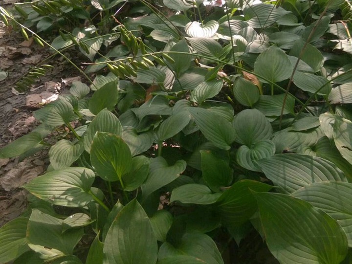 玉簪 玉簪