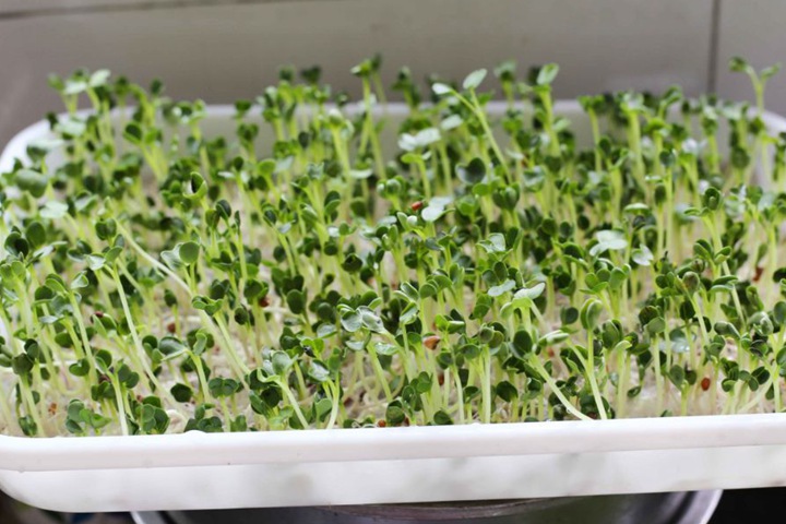 芽苗菜家庭种植方法 芽苗菜家庭种植方法