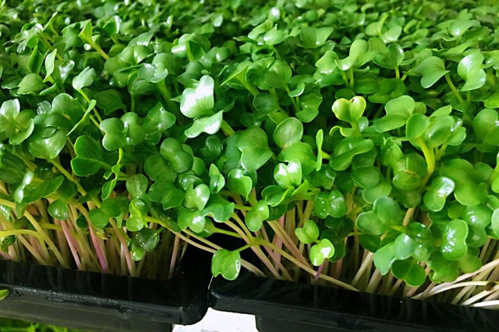 芽苗菜家庭种植方法 芽苗菜家庭种植方法