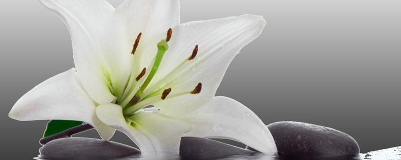 适合家里养的32种花,好养又好看,一定要养一盆! 适合家里养的32种花,好养又好看,一定要养一盆!