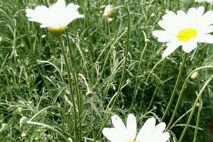 除虫菊种子什么时候播种最好，需要催芽吗？