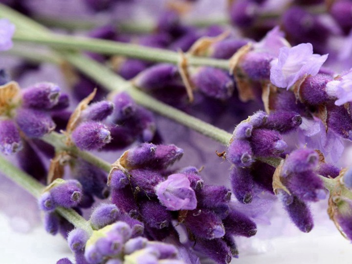 薰衣草 薰衣草