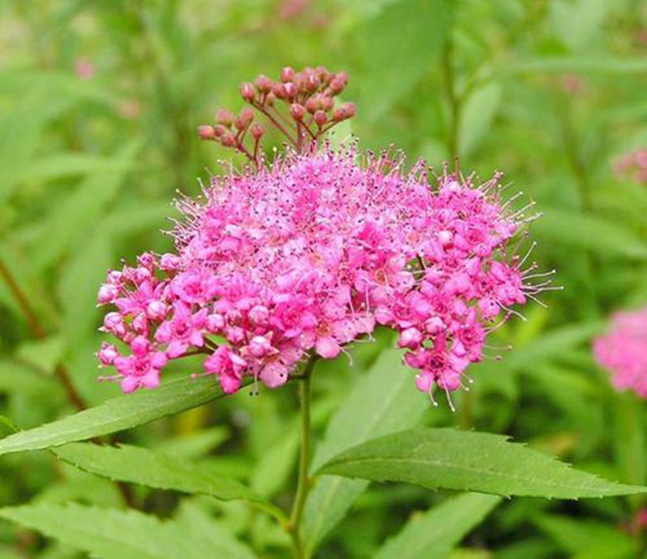 绣线菊 绣线菊