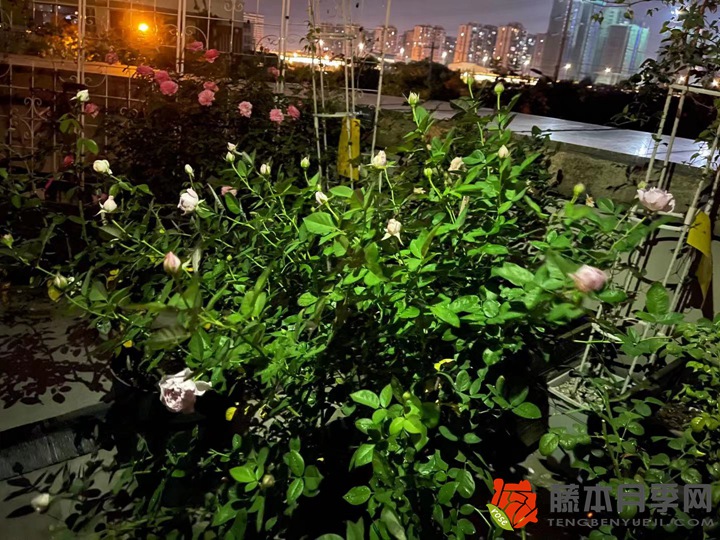 被全网群嘲的空蒙月季种植经验分享 被全网群嘲的空蒙月季种植经验分享