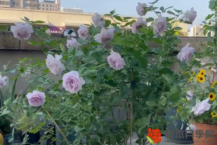 被全网群嘲的空蒙月季种植经验分享 被全网群嘲的空蒙月季种植经验分享
