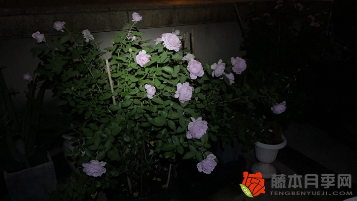 被全网群嘲的空蒙月季种植经验分享 被全网群嘲的空蒙月季种植经验分享