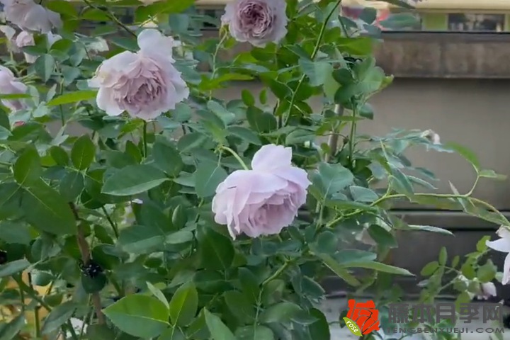 被全网群嘲的空蒙月季种植经验分享 被全网群嘲的空蒙月季种植经验分享