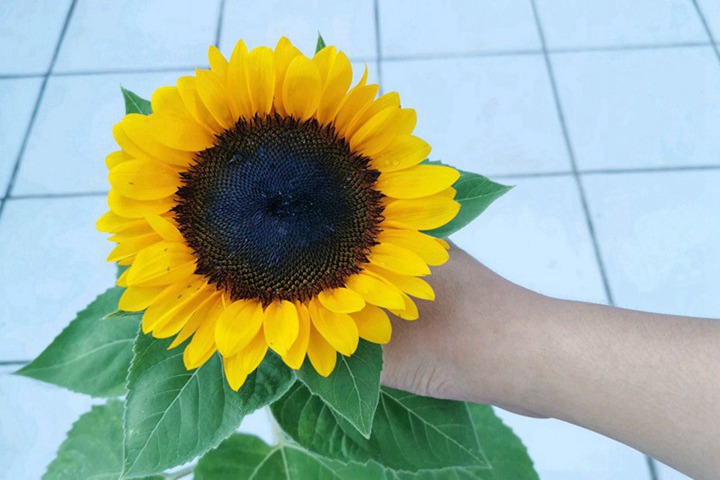 向日葵种子图片和种植方法 向日葵种子图片和种植方法