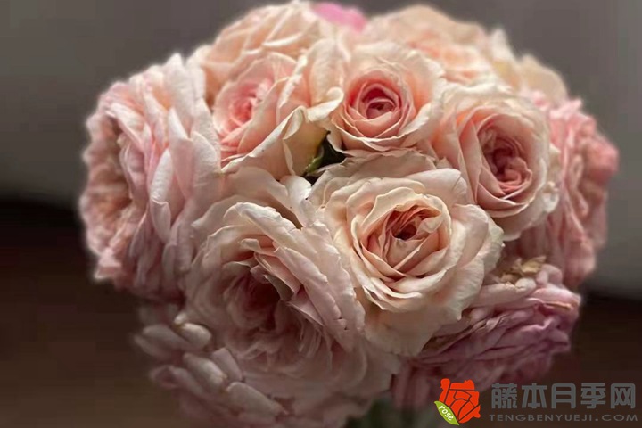 亚伯拉罕达比 40°酷暑下的浓香大花藤本月季—亚伯拉罕达比