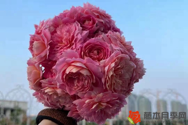 记录高温下的克劳德.莫奈 记录高温下的克劳德.莫奈