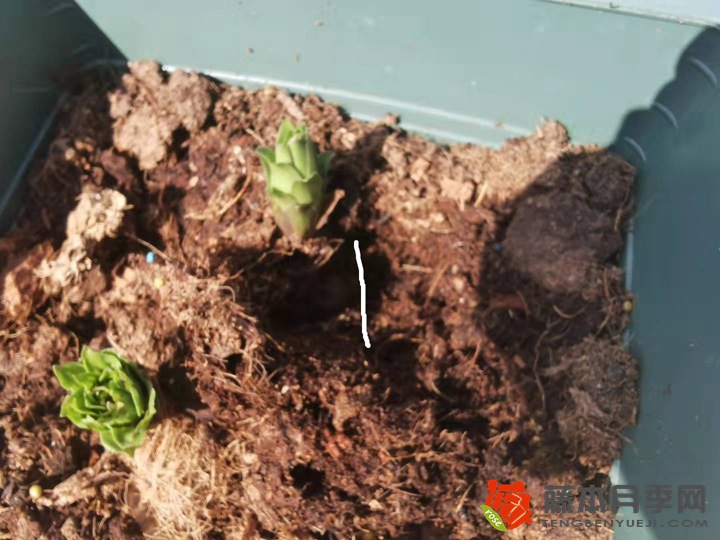 百合种植多深合适,怎么种? 百合种植多深合适,怎么种?
