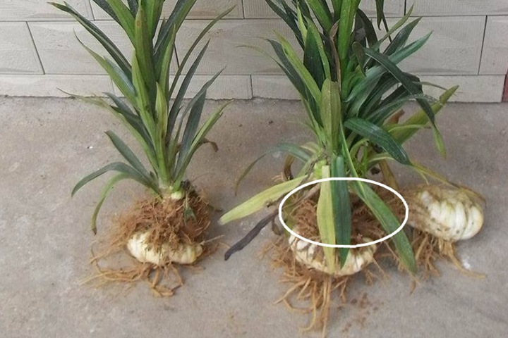 百合种植多深合适,怎么种? 百合种植多深合适,怎么种?
