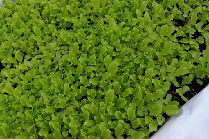 香菜种子的种植方法 香菜种子的种植方法
