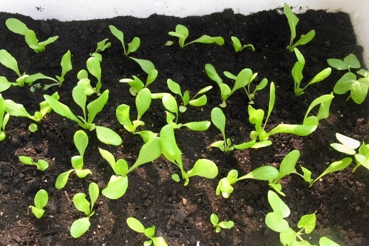香菜种子的种植方法 香菜种子的种植方法
