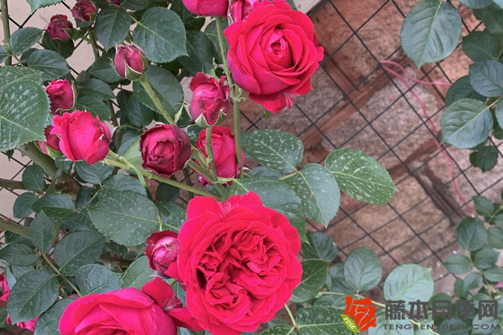 月季有刺吗? 月季有刺吗?
