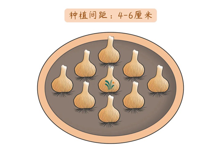 风雨兰终极爆花种植方法（多图干货）