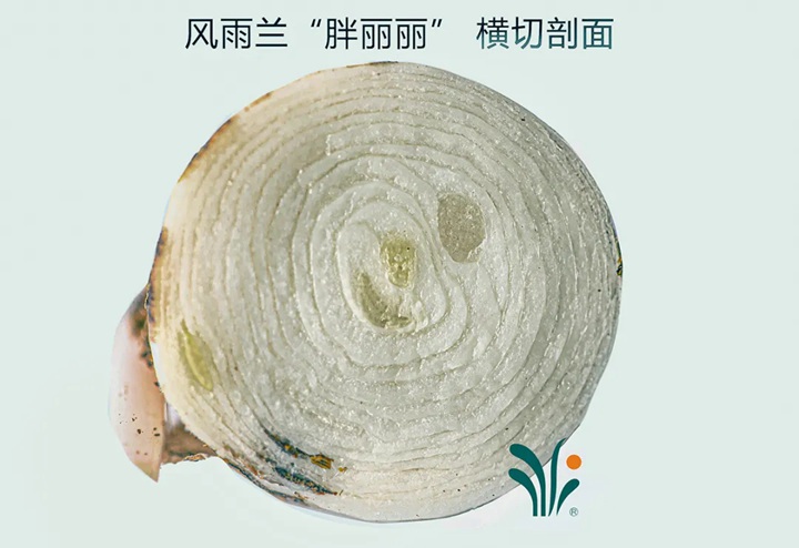 风雨兰终极爆花种植方法（多图干货）