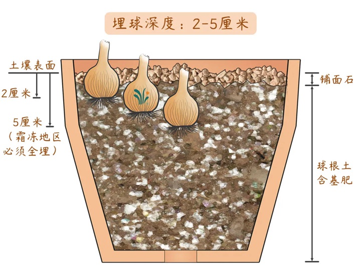 风雨兰终极爆花种植方法（多图干货）