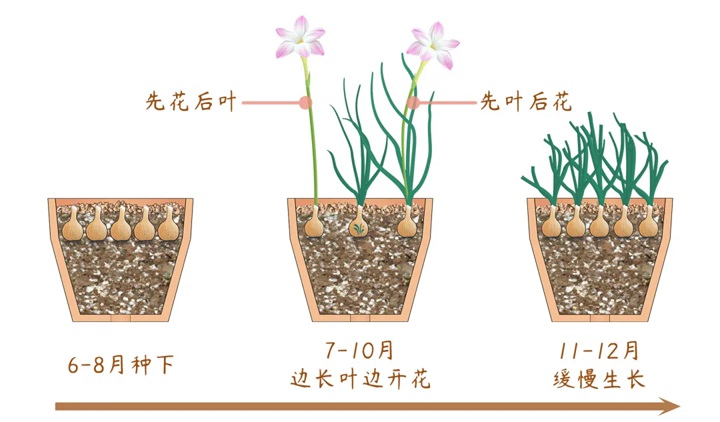 风雨兰终极爆花种植方法（多图干货）