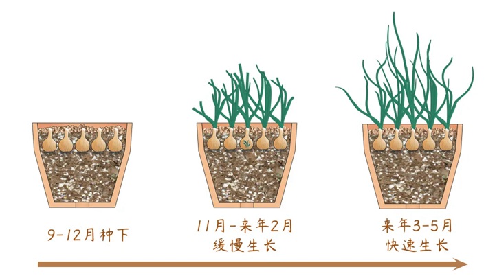 风雨兰终极爆花种植方法（多图干货）