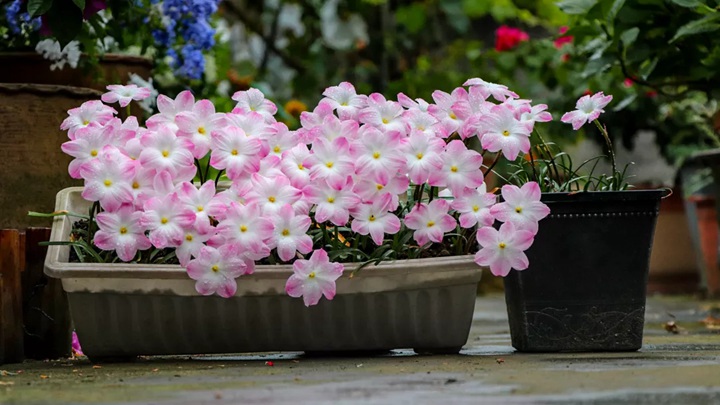 风雨兰终极爆花种植方法（多图干货）
