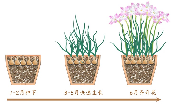 风雨兰终极爆花种植方法（多图干货）