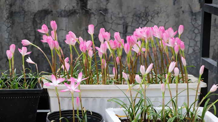 风雨兰终极爆花种植方法（多图干货）