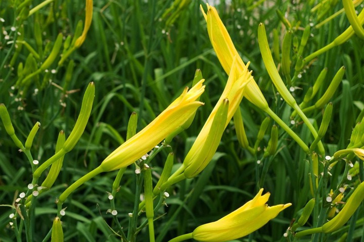 黄花菜 黄花菜