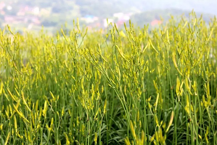 黄花菜 黄花菜