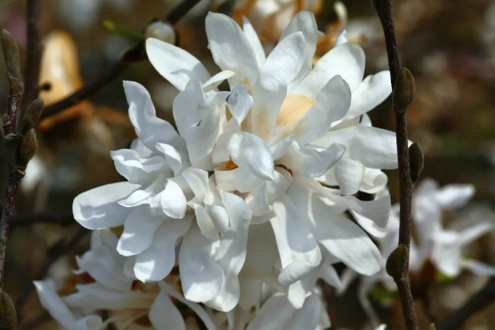 星花玉兰 星花玉兰