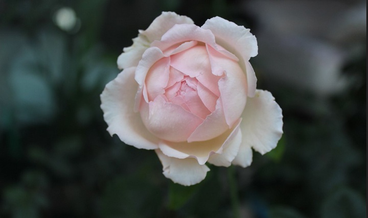 伊芙四号/四度芳香 伊芙四号/四度芳香