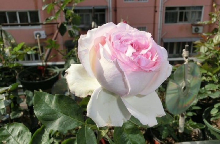 伊芙四号/四度芳香 伊芙四号/四度芳香